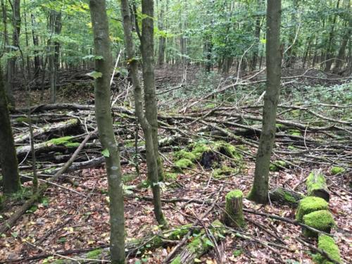 Rettungshundestaffel MKK